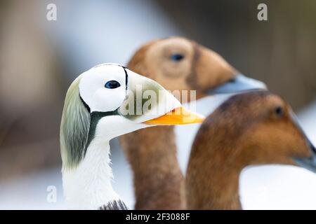 Eiders con occhiali in Alaska Foto Stock