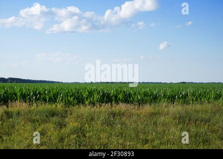 Piante di mais su un terreno agricolo. Terreni agricoli. Granturco crescente. Agro-paesaggio. Foto Stock