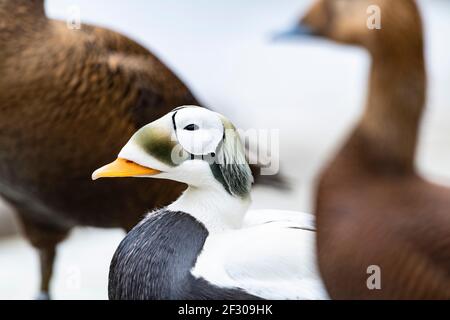 Eiders con occhiali in Alaska Foto Stock