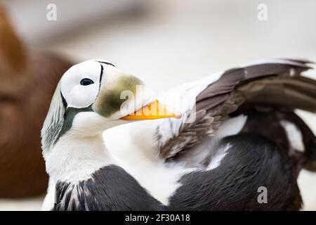 Eiders con occhiali in Alaska Foto Stock