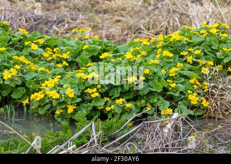 Marsh marigold (Caltha palustris) un tempo di sping grumo di fiori gialli selvatici e foglie verdi che crescono in terreno umido o acque poco profonde. Foto Stock