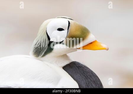 Eiders con occhiali in Alaska Foto Stock