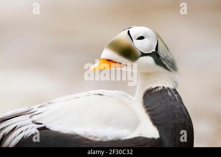 Eiders con occhiali in Alaska Foto Stock