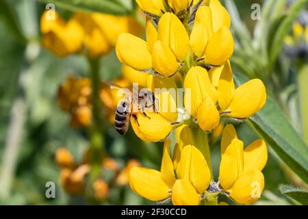 Un'ape di miele in un fiore giallo lupino (Lupin luteus) a Huelva, Andalusia, Spagna Foto Stock