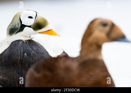 Eiders con occhiali in Alaska Foto Stock