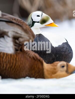 Eiders con occhiali in Alaska Foto Stock