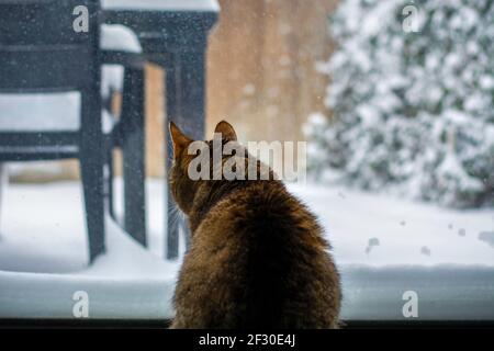 Gatto carino da dietro seduto di fronte alla finestra e guardando la neve che cade nel giardino Foto Stock