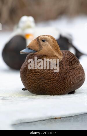 Eiders con occhiali in Alaska Foto Stock