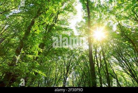 Cime degli alberi colorate nella foresta di autunno con il sole che splende attraverso gli alberi. Foto Stock