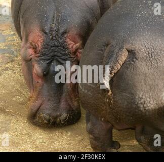 L'ippopotamo (Hippopotamus anphibius), Zoo di Barcellona Foto Stock