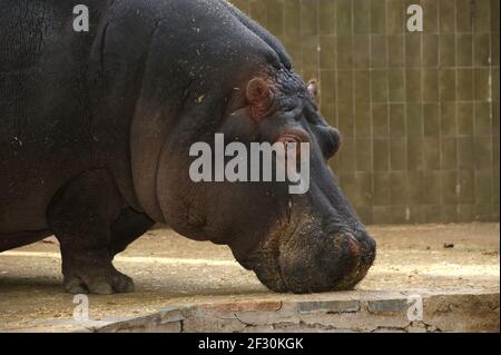 L'ippopotamo (Hippopotamus anphibius), Zoo di Barcellona Foto Stock