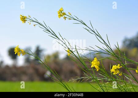 Senape fiori gialli fioritura in campo agricolo Foto Stock