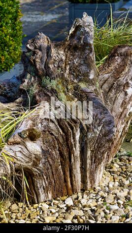 bella radice di tronco di albero usata come ornamento di giardino, ritorto, appassito, coperto di lichene e pieno di carattere Foto Stock