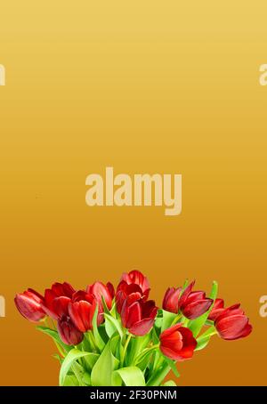 Mazzo di tulipani rossi su sfondo dorato, da utilizzare come sfondo Foto Stock