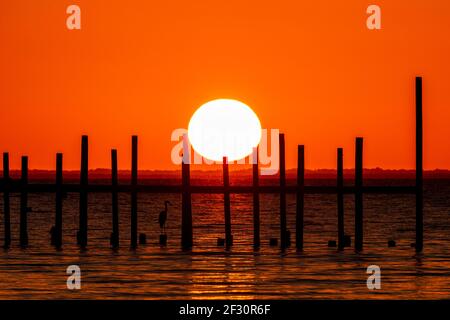 Un grande airone in silhouette è incorniciato dai posti di un molo come il sole tramonta a Fairhope, Alabama, USA, il 14 ottobre 2020. Foto Stock