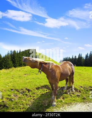 Vicino cavallo sul pascolo in montagna Foto Stock