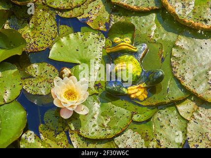 Divertente rana decorativa lolla tra ninfee. Foto Stock