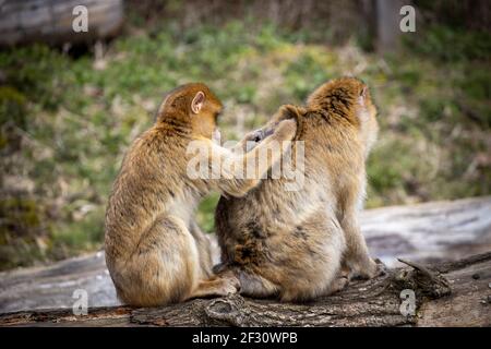 scimmia mangiare pidocchi da altra scimmia Foto Stock