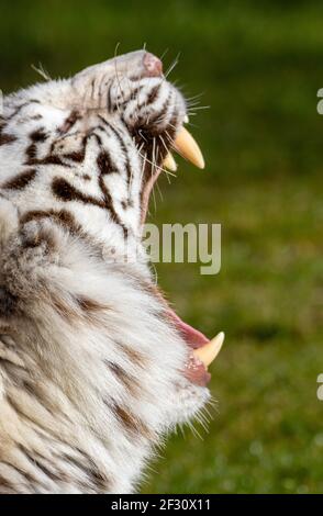 Una tigre bianca che mostra i suoi denti. Foto Stock