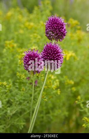 Bel campo fiorito di porro, (allium ampeloprasum), primo piano. Foto Stock