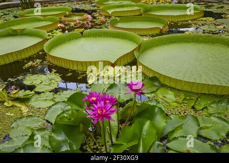 Victoria cruziana o Santa Cruz giglio d'acqua gigante, nativo del Sud America, insieme con loto rosa. Foto Stock