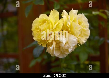 Belle rose gialle perfette, primo piano. Foto Stock