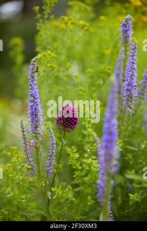 Bel campo fiorito di porro, (allium ampeloprasum), primo piano. Foto Stock