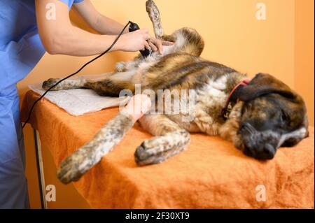 Il cane in clinica veterinaria viene rasato prima dell'intervento chirurgico. Foto di alta qualità Foto Stock