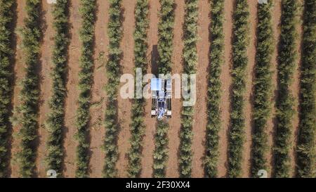 Raccolta delle olive: Big Blue combina la raccolta delle olive in una grande piantagione di olive. Vista aerea della raccolta delle olive. Foto Stock