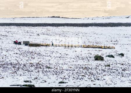 Un agricoltore alimenta la sua pecora swaledale nella neve, Austwick, Yorkshire Dales National Park, Regno Unito Foto Stock