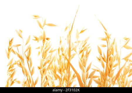 Golden matura pianta orecchie di avena su sfondo bianco, isolato dallo sfondo. Messa a fuoco selettiva Foto Stock