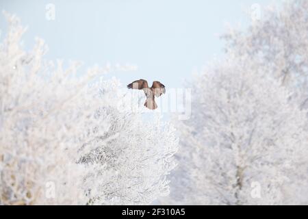 Una poiana comune (Buteo buteo) che atterra in un albero con neve in cerca di preda. Foto Stock