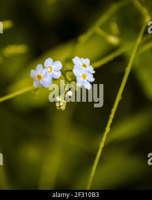 Un primo piano di acqua blu Forget-Me-non fiori su un sfondo sfocato Foto Stock
