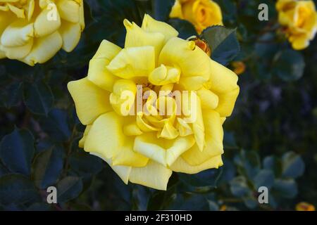 Bella rosa gialla perfetta, primo piano. Foto Stock