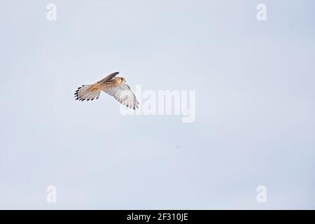 Un gheppio comune che si scava nel cielo in cerca di preda. Foto Stock