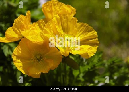 Bel papavero ornamentale giallo in giardino, primo piano. Foto Stock