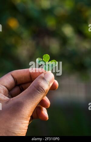 Fantastico primo piano di un trifoglio a quattro foglie, tenuto in mano da un ragazzo. Concetto di San patrizio. Significa buona fortuna Foto Stock