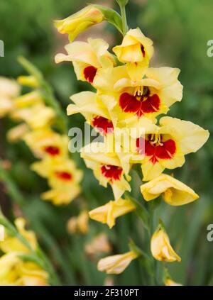 Bel fiore di gladiolo rosso e giallo in giardino Foto Stock