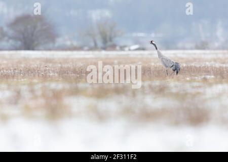 Gru comune (Grus grus) che forava in un prato con neve. Foto Stock