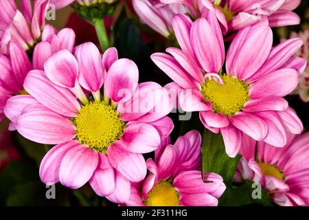 Crisantemi rosa e giallo Foto Stock