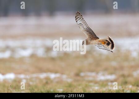 Una femmina di gallina harrier (Circus cyaneus) volare basso e la caccia per preda. Foto Stock