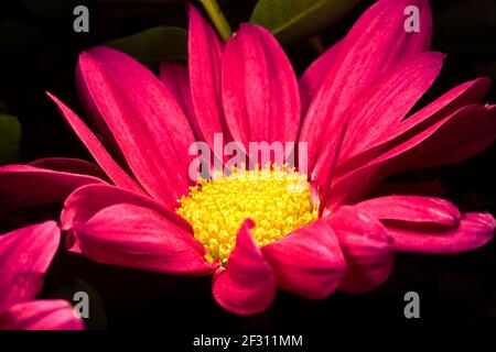 Bello rosa e giallo Crisantemo Foto Stock
