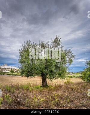 Vista dello skyline di Locortondo in Puglia da un campo di ulivo Foto Stock