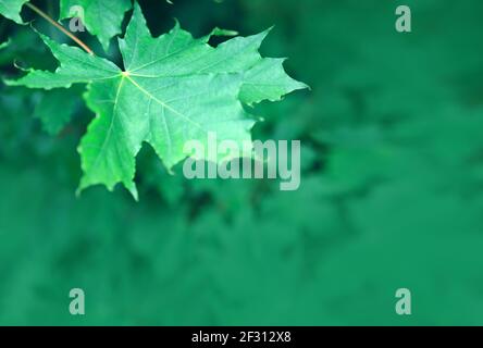 Macro shot su foglie di acero verde. Foto Stock