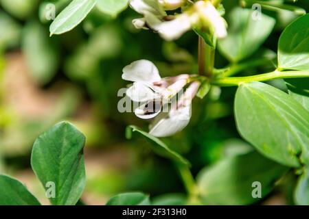 Fiore della pianta del fagiolo largo, in marzo è in fiore. Messa a fuoco spot, alta qualità. Foto Stock