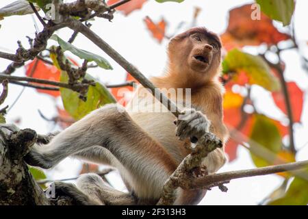 Una scimmia probosca femminile nel Parco Nazionale di Bako, nel Borneo, Malesia Foto Stock