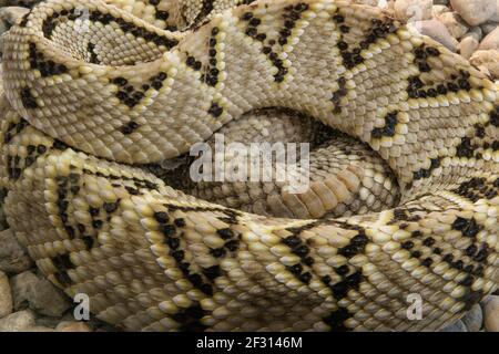 Un primo piano di serpente pitone, arricciato nel ring Foto Stock