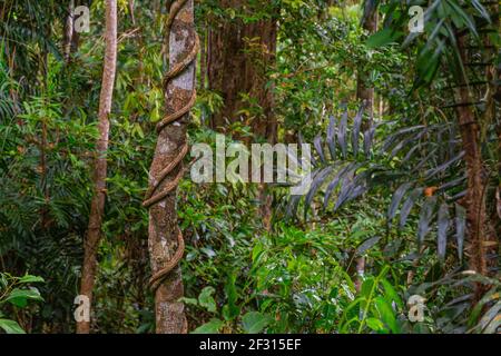 Alberi nella foresta pluviale di Mamu nel Queensland, Australia Foto Stock