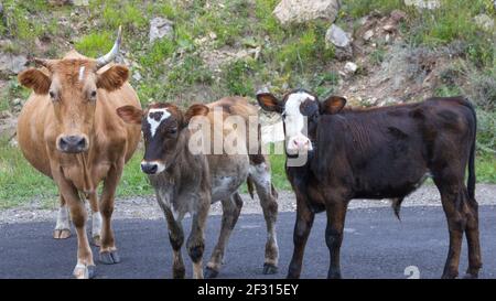 Ritratto di una mucca con due vitelli, una mucca e un goto in piedi sulla strada. Gli animali guardano la macchina fotografica. Foto Stock