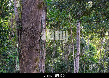 Alberi nella foresta pluviale di Mamu nel Queensland, Australia Foto Stock